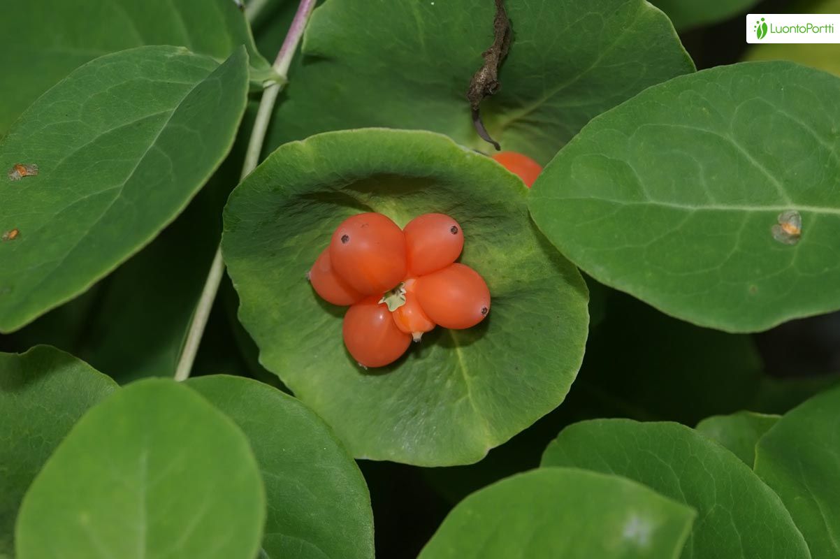 shampoo ginger plant Awapuhi Shampoo Ginger (Zingiber zerumbet) main image 1