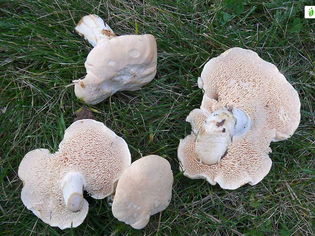 Vaaleaorakas, Hydnum repandum - Sienet - LuontoPortti