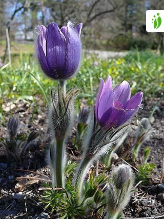 Opret Pulsatilla vulgaris - Blomster - NatureGate