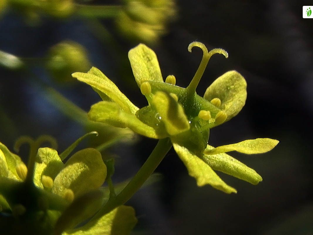 Norway Maple Acer Platanoides Trees And Shrubs Naturegate