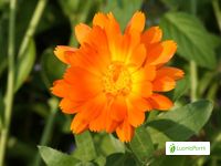 Caléndula, Calendula officinalis - Flores - NatureGate