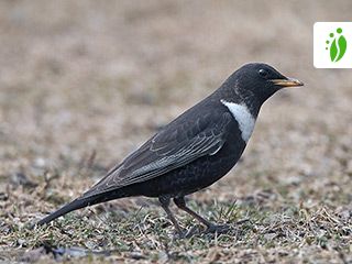 Sepelrastas, Turdus torquatus - Linnut - LuontoPortti