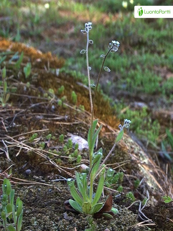 Nomeolvides temprano, Myosotis ramosissima - Flores - NatureGate