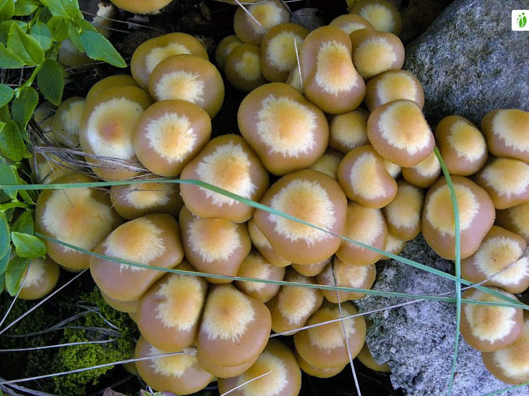 Koivunkantosieni, Kuehneromyces mutabilis - Sienet - LuontoPortti