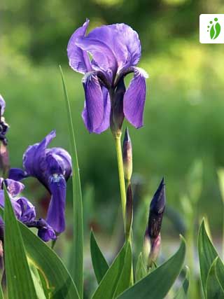 German Iris Flower Iridaceas Purple NEW A107 8x10" 2001 Selavy Printed USA 