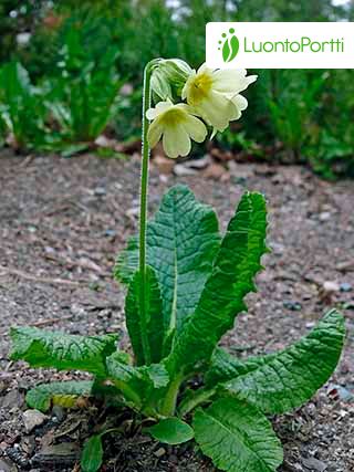 Primevre leve, Primula elatior - Fleurs - NatureGate