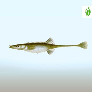 Fifteen-spined stickleback, Spinachia spinachia - Fishes - NatureGate