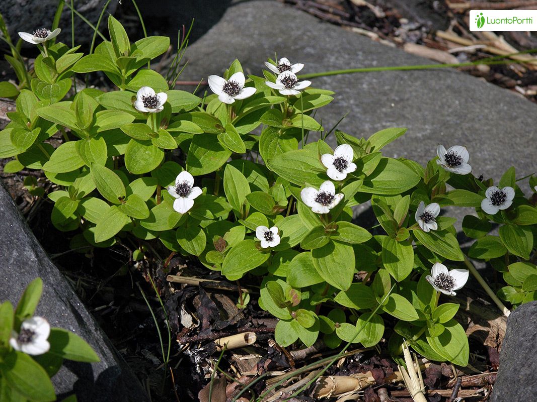 broad bean plant Crimson Flowered Fava Bean Seeds BULK: 1,750 Seeds (5 pounds), OG main image 1