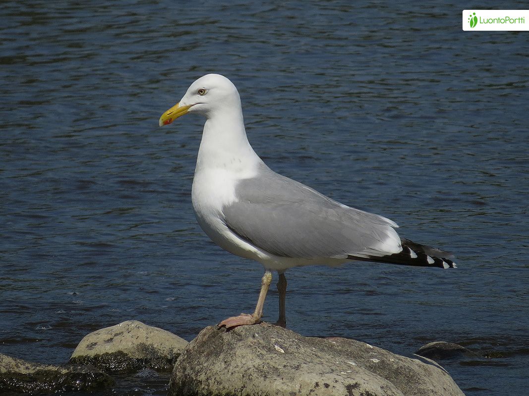 gaviota argéntea volando