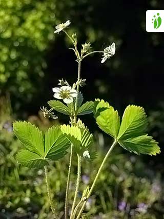 Wild Strawberry