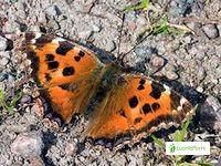 Camberwell Beauty, Nymphalis antiopa - Butterflies - NatureGate
