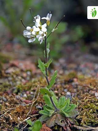 Rock cress, Alpine, Perennial, Flowering