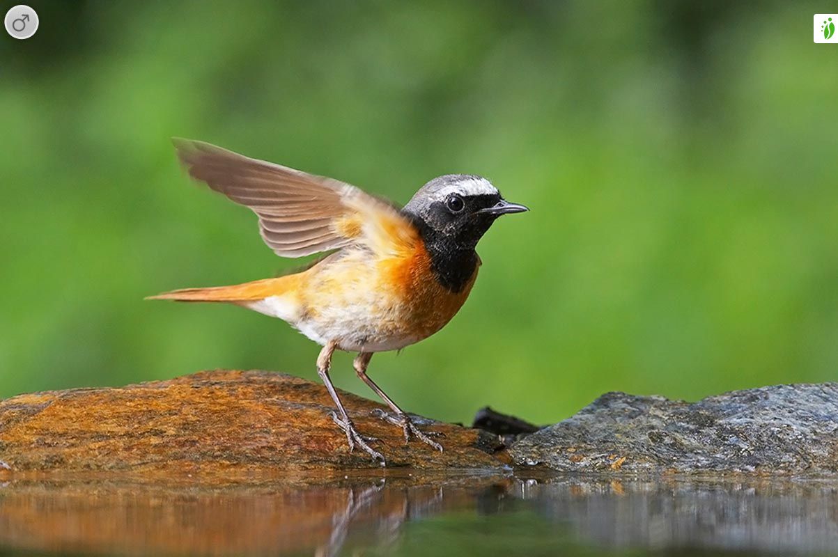 Leppälintu, Phoenicurus phoenicurus - Linnut - LuontoPortti