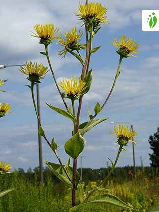 Elecampane, Inula helenium - Flowers - NatureGate