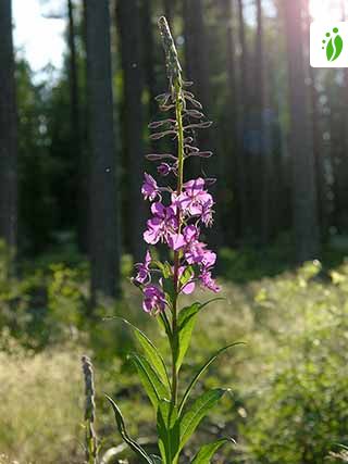 Maitohorsma, Chamaenerion angustifolium - Kukkakasvit - LuontoPortti