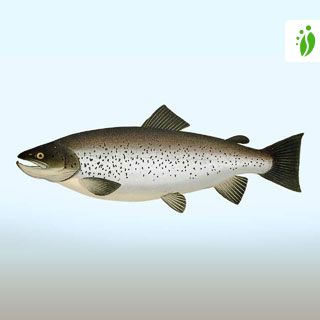 Brown trout, Salmo trutta - Fishes - NatureGate