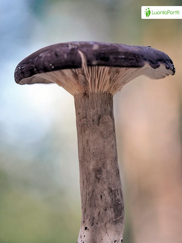 Nokirousku, Lactarius lignyotus - Sienet - LuontoPortti