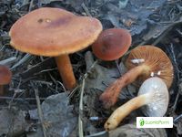 Sikurirousku, Lactarius camphoratus - Sienet - LuontoPortti