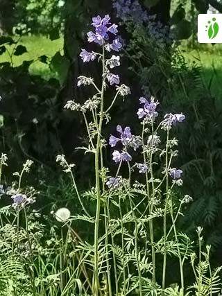 Jakobsstige, Polemonium caeruleum - NatureGate