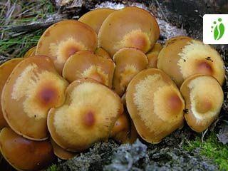 Koivunkantosieni, Kuehneromyces mutabilis - Sienet - LuontoPortti