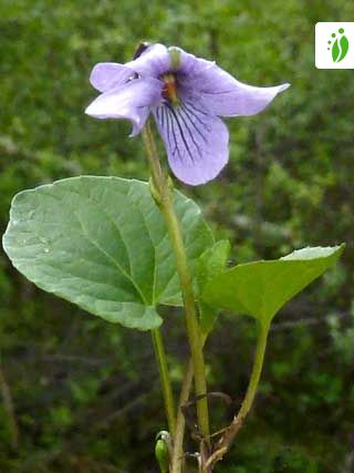 Violeta enana del pantano, Viola epipsila - Flores - NatureGate