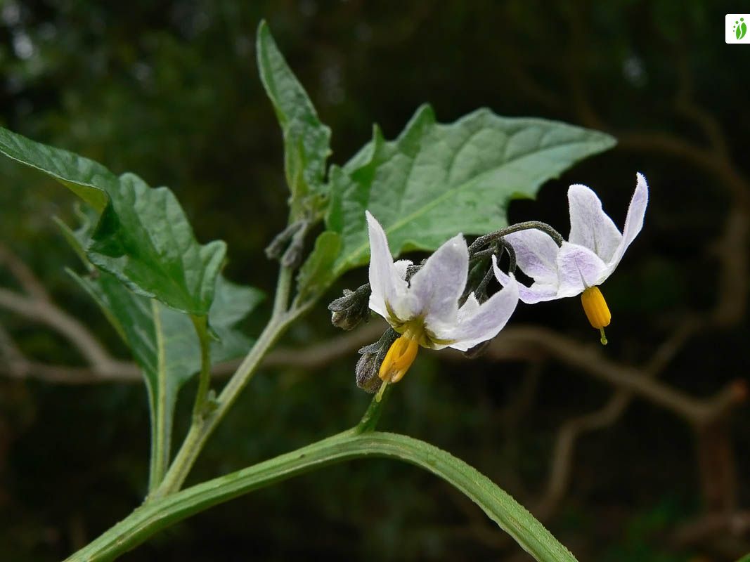 Mustakoiso, Solanum nigrum - Kukkakasvit - LuontoPortti