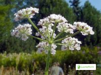 Japanese Hedge Parsley Torilis Japonica Flowers Naturegate