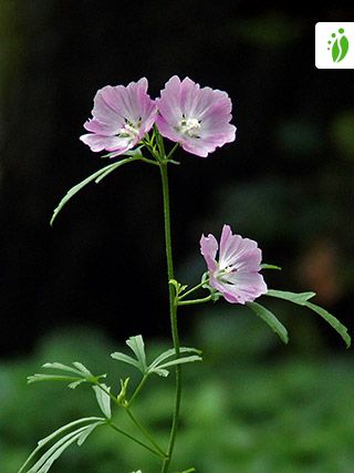 Malva moscada, Malva moschata - Flores - NatureGate