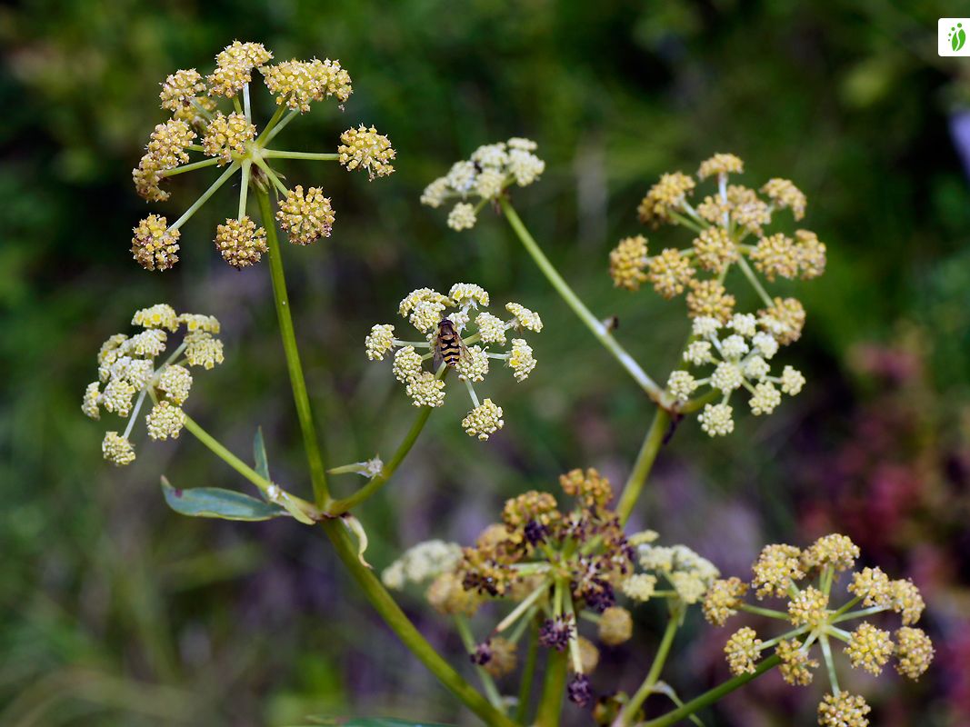 Blumixx Stauden Liebstöckel (Levisticum Officinale) – 0,5L Topf, Gelbgrün Blühend, 150-200 Cm Hoch