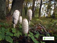 Suomumustesieni, Coprinus comatus - Sienet - LuontoPortti