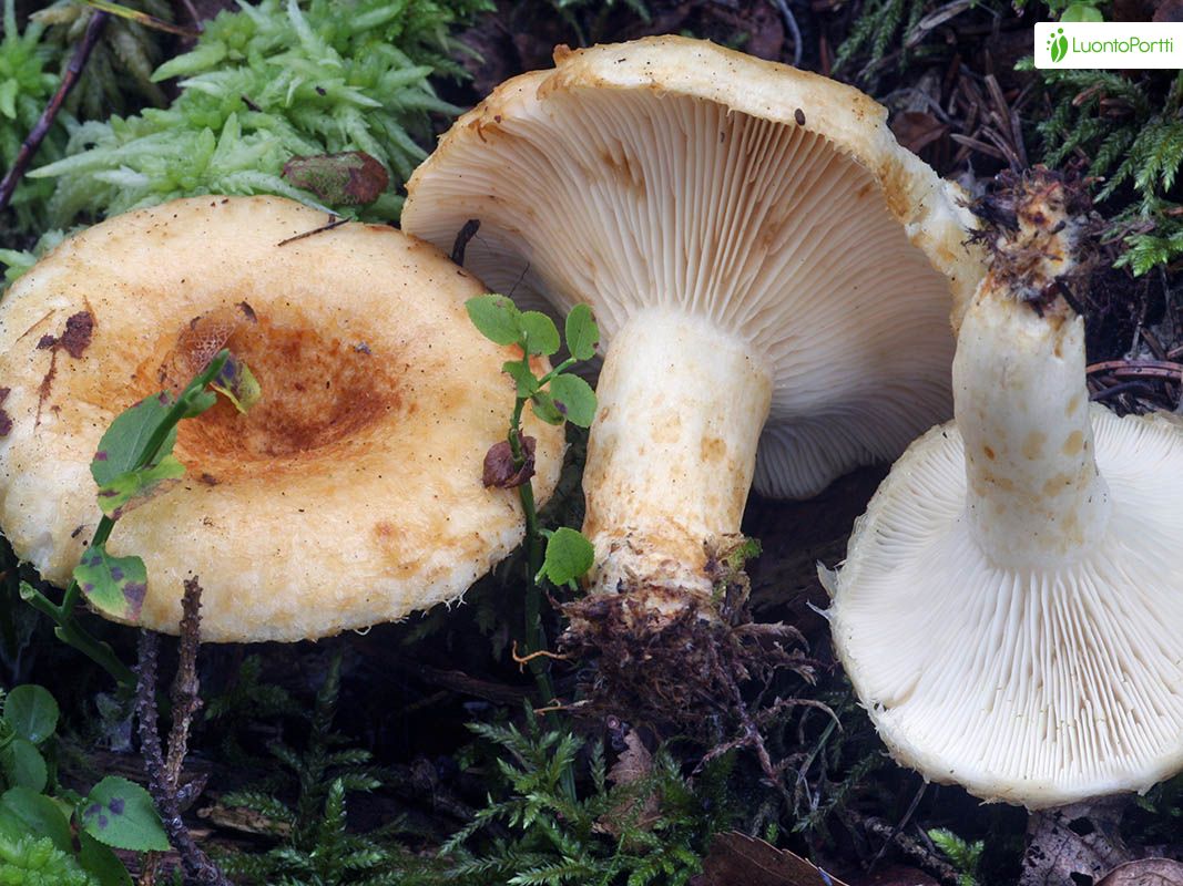 Karvarousku, Lactarius torminosus - Sienet - LuontoPortti