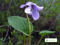 Violeta enana del pantano, Viola epipsila - Flores - NatureGate