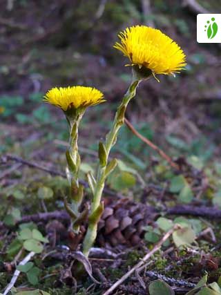 Coltsfoot Tussilago Farfara Flowers Naturegate