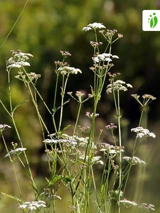 Japanese Hedge Parsley Torilis Japonica Flowers Naturegate