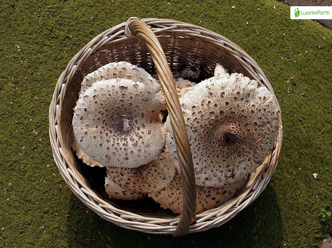 Ukonsieni, Macrolepiota procera - Sienet - LuontoPortti