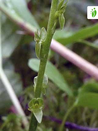 Bog Orchid Hammarbya Paludosa Flowers Naturegate