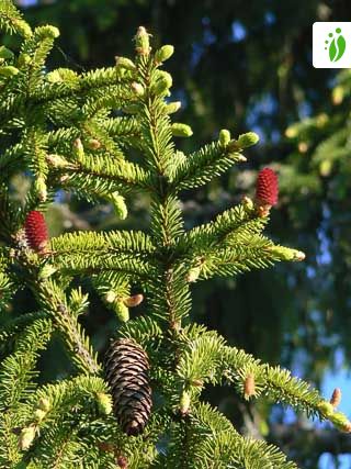 Norway Spruce Picea Abies Trees And Shrubs Naturegate