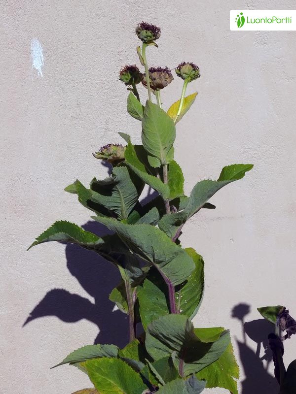 Elecampane, Inula helenium - Flowers - NatureGate