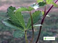 Kriechendes Fingerkraut, Potentilla reptans - Bltenpflanzen - NatureGate