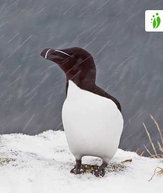 Pingouin torda - Alca torda