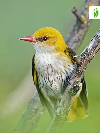 Golden Oriole  Animal Wildlife