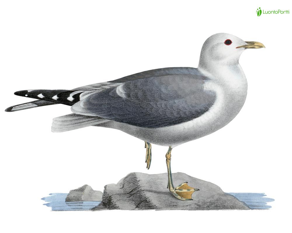 【common gull products】 NO.9011☆gull tee COMMON GULL PRODUCTS. | common gull products tee - Buyee, an