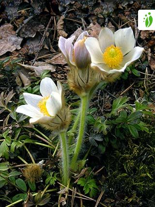 Anémone de printemps, Pulsatilla vernalis - Fleurs - NatureGate