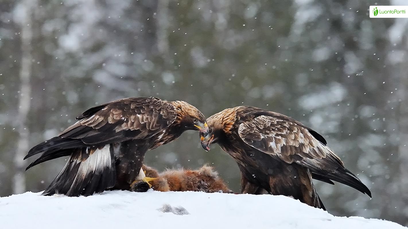 Águila real, Aquila chrysaetos - Aves - NatureGate