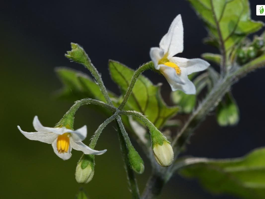 Mustakoiso, Solanum nigrum - Kukkakasvit - LuontoPortti