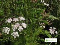 Japanese Hedge Parsley Torilis Japonica Flowers Naturegate