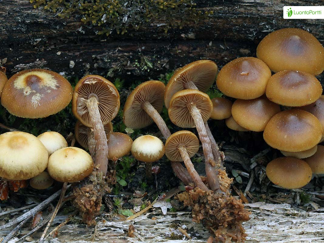 Koivunkantosieni, Kuehneromyces mutabilis - Sienet - LuontoPortti