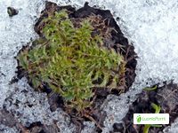 Cardo común, Carduus acanthoides - Flores - NatureGate