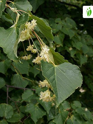 Metsälehmus, Tilia cordata - Puut ja pensaat - LuontoPortti