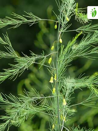 Garden asparagus (Asparagus officinalis) Flower, Leaf, Care, Uses -  PictureThis